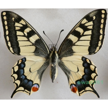 Papilio machaon Linnaeus, 1758 Paź królowej Czech 66mm16d